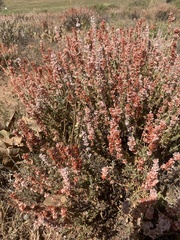 Eriogonum wrightii membranaceum