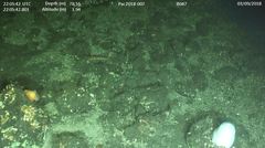 Hemitripterus bolini