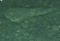 Hemitripterus bolini