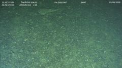 Hemitripterus bolini