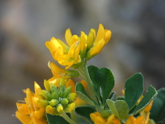 Medicago arborea