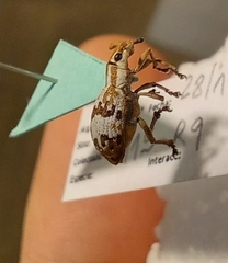 Platyomus elegantulus