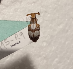 Platyomus elegantulus