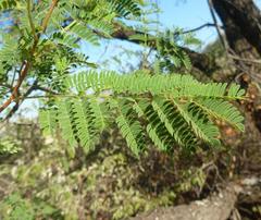 Albizia harveyi