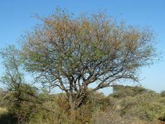 Albizia harveyi