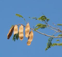 Albizia harveyi