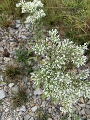 Eupatorium altissimum