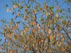 Albizia harveyi