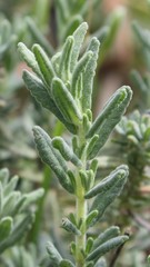 Teucrium capitatum capitatum