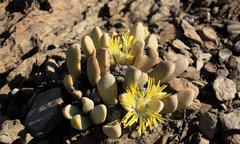 Pleiospilos compactus canus