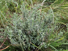 Teucrium capitatum capitatum
