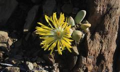 Pleiospilos compactus canus