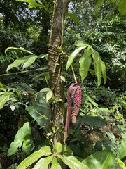 Anthurium clavigerum