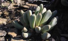 Pleiospilos compactus canus