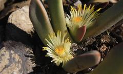 Pleiospilos compactus canus