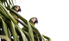 Chestnut-Fronted Macaw photo 3