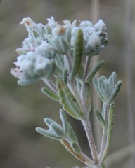 Teucrium capitatum capitatum