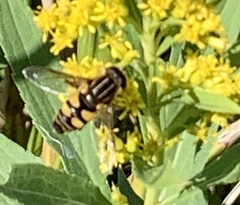 Helophilus fasciatus