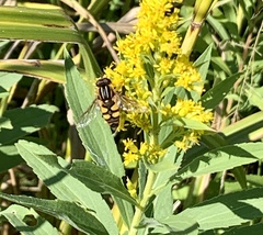 Helophilus fasciatus