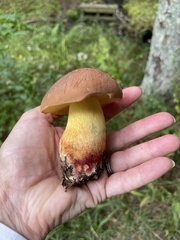 Butyriboletus brunneus