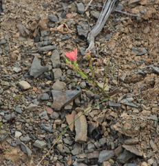 Moraea fenestrata