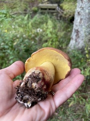 Butyriboletus brunneus