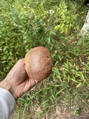 Butyriboletus brunneus