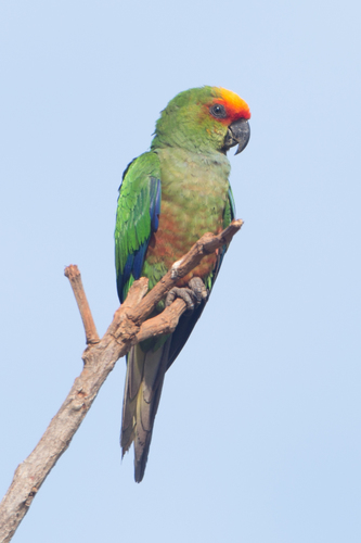 Golden-capped Parakeet