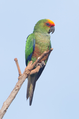 Golden-Capped Parakeet photo 2