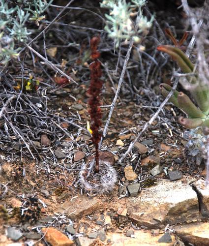 Crassula barbata