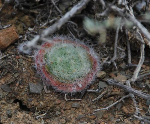 Crassula barbata