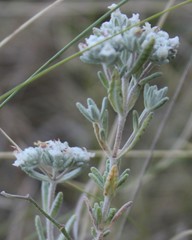 Teucrium capitatum capitatum