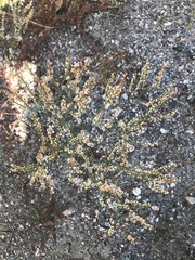 Polygonella articulata