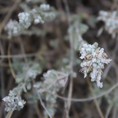 Teucrium capitatum capitatum