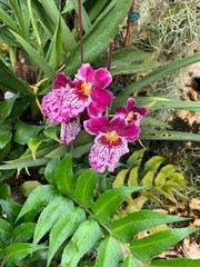 Miltoniopsis