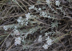 Teucrium capitatum capitatum