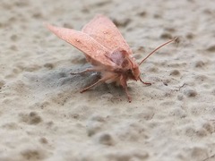 Noctuinae