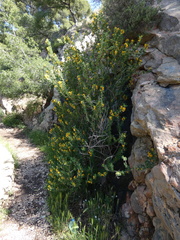 Medicago arborea