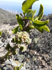 Anisomeria littoralis