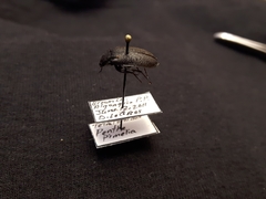 Penthe pimelia