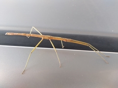 Graeffea crouanii