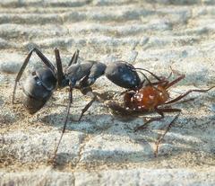 Camponotus eugeniae
