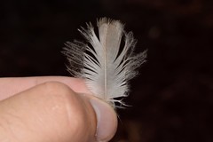 Garrulus glandarius anatoliae