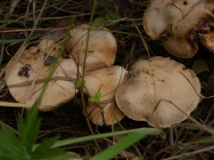 Hebeloma sacchariolens