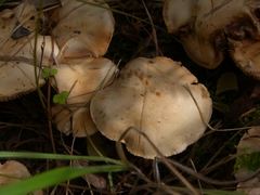 Hebeloma sacchariolens