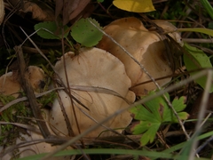 Hebeloma sacchariolens