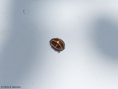 Cosmogramma kinbergi