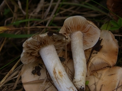 Hebeloma sacchariolens