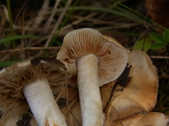 Hebeloma sacchariolens