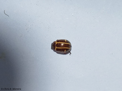 Cosmogramma kinbergi